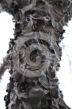 Close-up image of a tree bark texture with various patterns