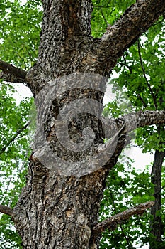 Close-up image of a tree bark texture with various patterns