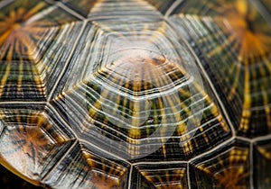 Close-up image of a turtle shell displaying intricate geometric