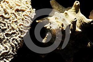 Close-up image of two seashells on a sandy beach