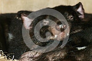 Close up image of two Tasmanian Devils sleeping