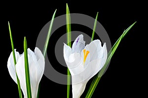 Close up image of two white crocus flowers