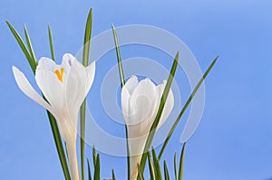 Close up image of two white crocus flowers