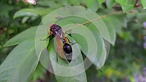 close up image of Vespa affinis or tawon ndas