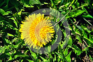 A close-up image of a vibrant yellow dandelion flower blooming in a field of lush green grass. A large and beautiful dandelion