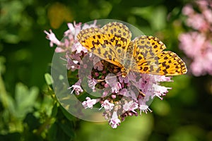 Close up image of the Weaver`s fritillary