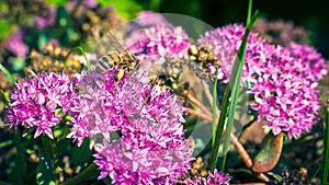 Close-Up Image of a Western or European Honey Bee Apis Mellifera Harvesting Pollen from English Stonecrop Sedum Anglicum,