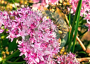 Close-Up Image of a Western or European Honey Bee Apis Mellifera Harvesting Pollen from English Stonecrop Sedum Anglicum,