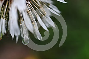 Rain Covered Dandelion Seeds