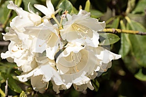 Close up image of white azalea flowers