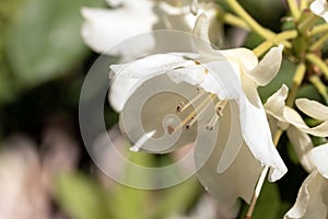 Close up image of white azalea flowers