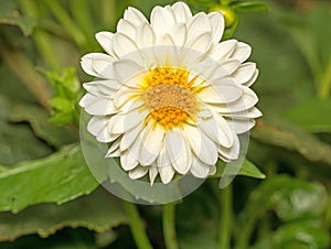A close up image of a White Border Dahlia in August photo