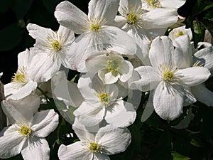 Close-up Image of White Clematis Montana