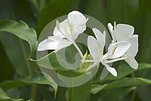 Close-up image of White ginger lily flowers