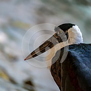 White-necked Stork