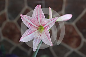 Close up image of white and pink stripped Barbados Lily blooming in the morning with blurry background