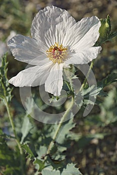 Close-up image of White prickly poppy flower