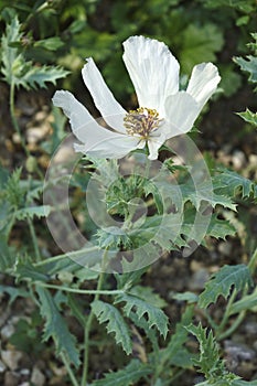 Close-up image of White prickly poppy flower