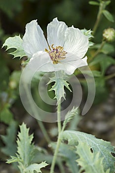 Close-up image of White prickly poppy flower