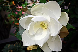 Close-up Image of a white southern magnolia blossom, the Louisiana state flower