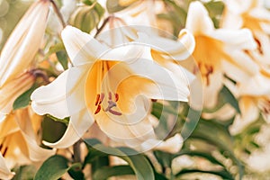 Close up image of white and yellow lily flower OT-hybrid Garden Affair with big open flowerpot and stamens