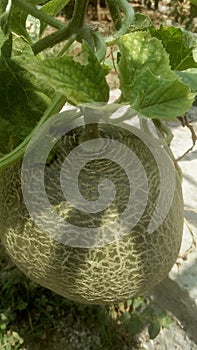 Close up image of whole fresh melon or cucumis melo cantaloupe fruit photo