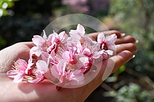 Close up image of Wild Himalayan Cherry on hand