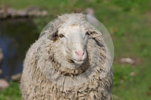 Close up image of wild sheep grazing on meadow