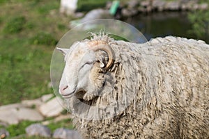 Close up image of wild sheep grazing on meadow