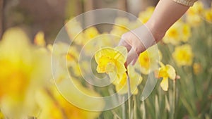 Close up image woman hand touching yellow spring flowers in slow motions