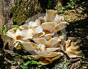 Wood fungi in a Central Kentucky forest photo