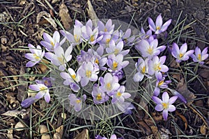 Close-up image of Woodland crocus flowers