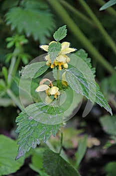 Close up image of yellow archangel dead nettle