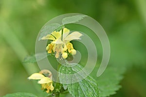 Close up image of yellow archangel dead nettle