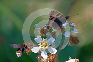 Close up image of a wasp and a butterfly on the same flower stem