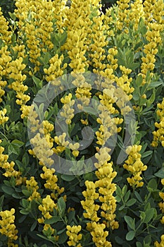 Close-up image of Yellow wild indigo flowers