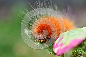 Yellow Wooly Bear Caterpillar Close Up