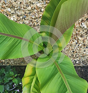 Close up image of young banana plant growing against pebbledash wall