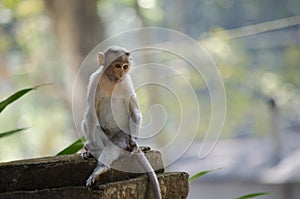 A Close up image of a young Bonnet Macaque Monkey