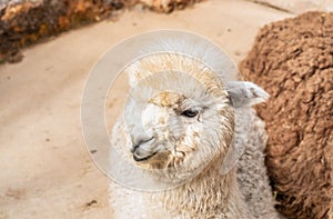 Close-up image with a young fluffy alpaca