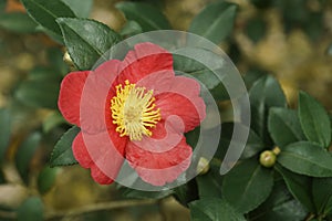 Close-up image of Yuletide camellia flower photo