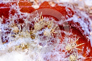 A close up image of Zoropsis Spinimana spiderlings in Spain