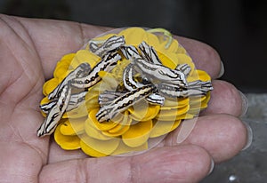 Close up images of the life cylce or metamorphosis of the tawny coster butterfly