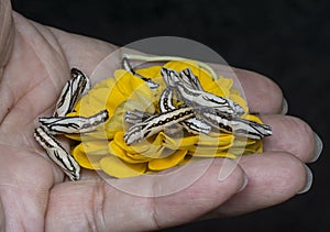 Close up images of the life cylce or metamorphosis of the tawny coster butterfly