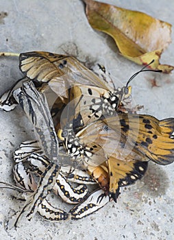 Close up images of the life cylce or metamorphosis of the tawny coster butterfly