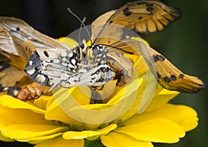 Close up images of the life cylce or metamorphosis of the tawny coster butterfly