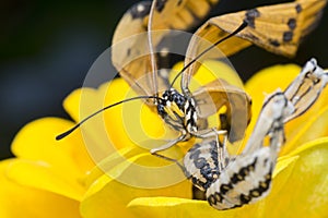 Close up images of the life cylce or metamorphosis of the tawny coster butterfly