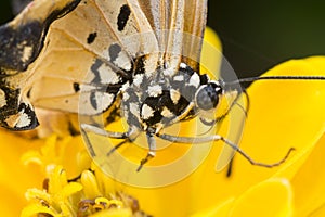 Close up images of the life cylce or metamorphosis of the tawny coster butterfly