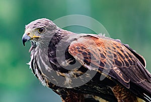 Close-up of immature Black-Chested Buzzard-Eagle head