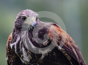 Close-up of immature Black-Chested Buzzard-Eagle head